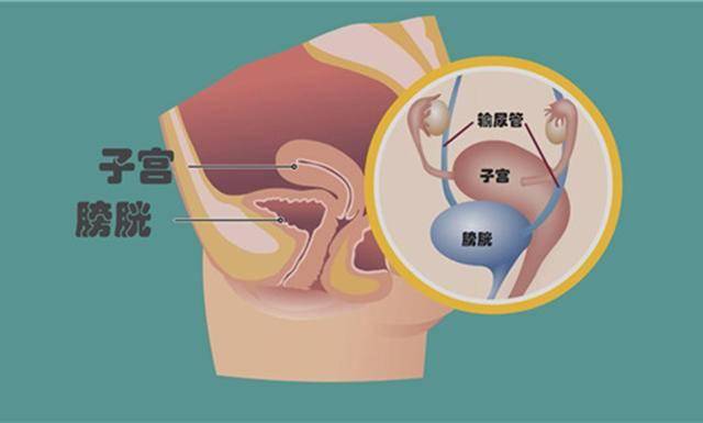 胃部在子宫上方,膀胱在子宫下方,正常来讲都会受到挤压,不过由于不