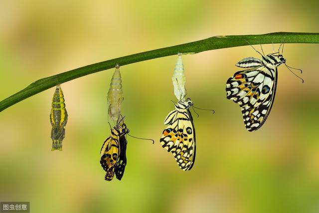 感受美丽的蜕变饲养蝴蝶是一种怎样的体验