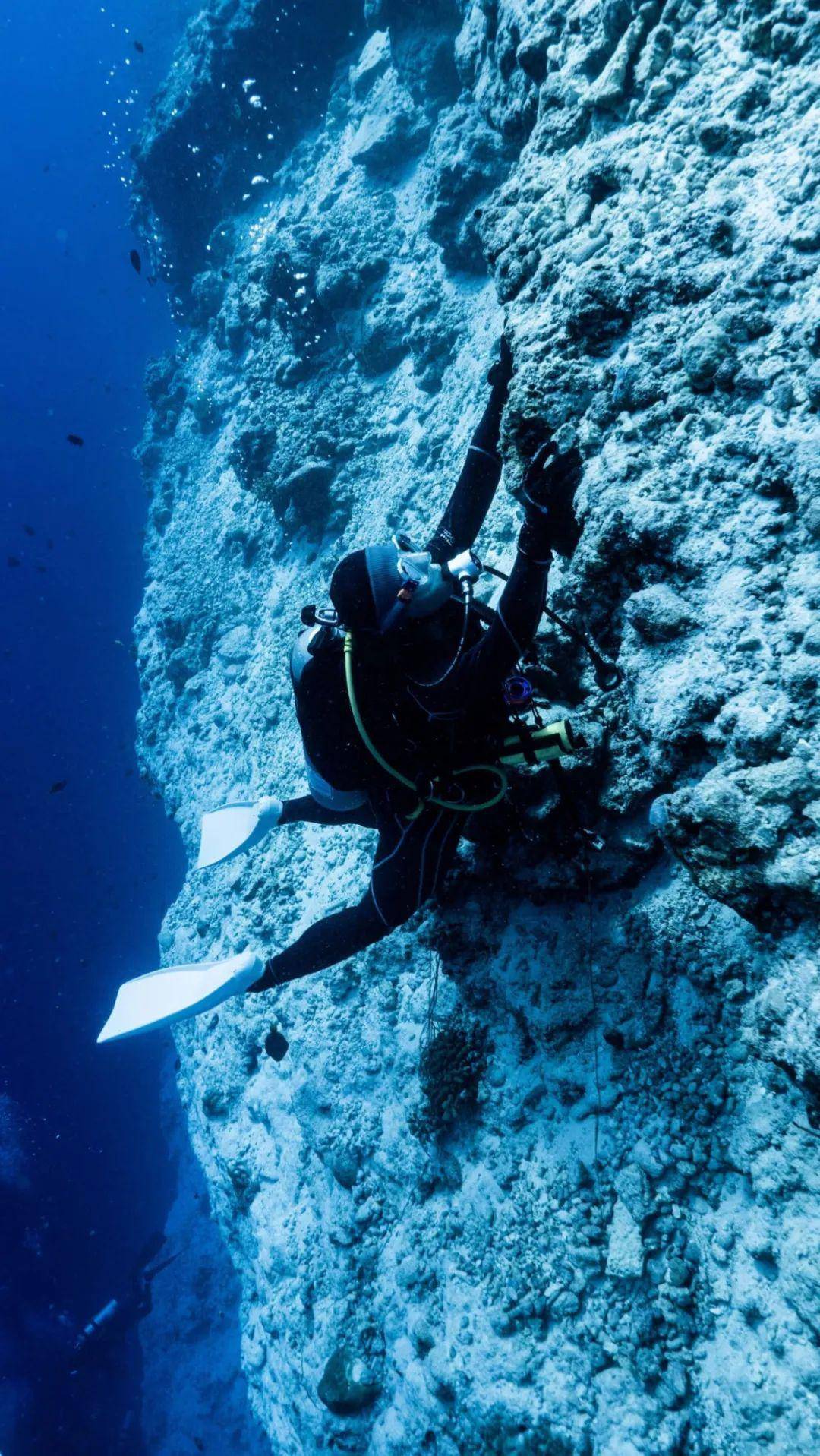 马尔代夫深南线与虎鲨零距离接触的一瞬间虎鲨蝠鲼蔷薇真鲨灰礁鲨潜水