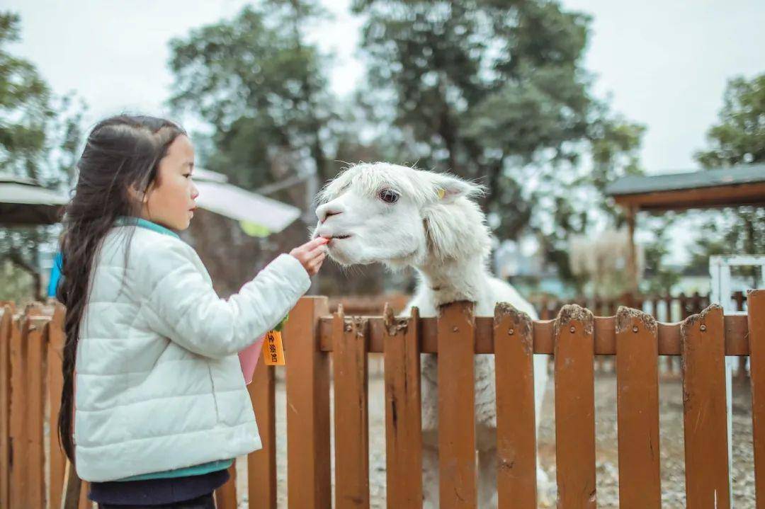 麓客岛上的动物农场,是最真实的"动物森友会".