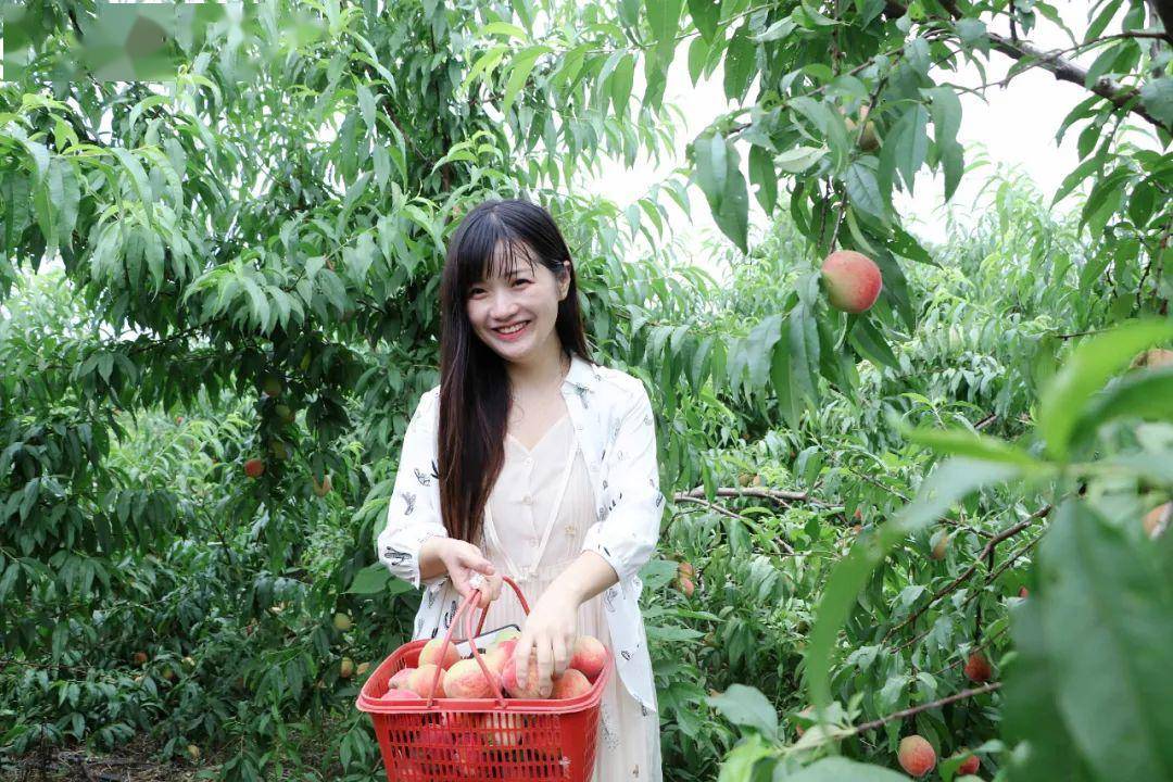 500斤鲜桃免费送,你确定不来尝尝?