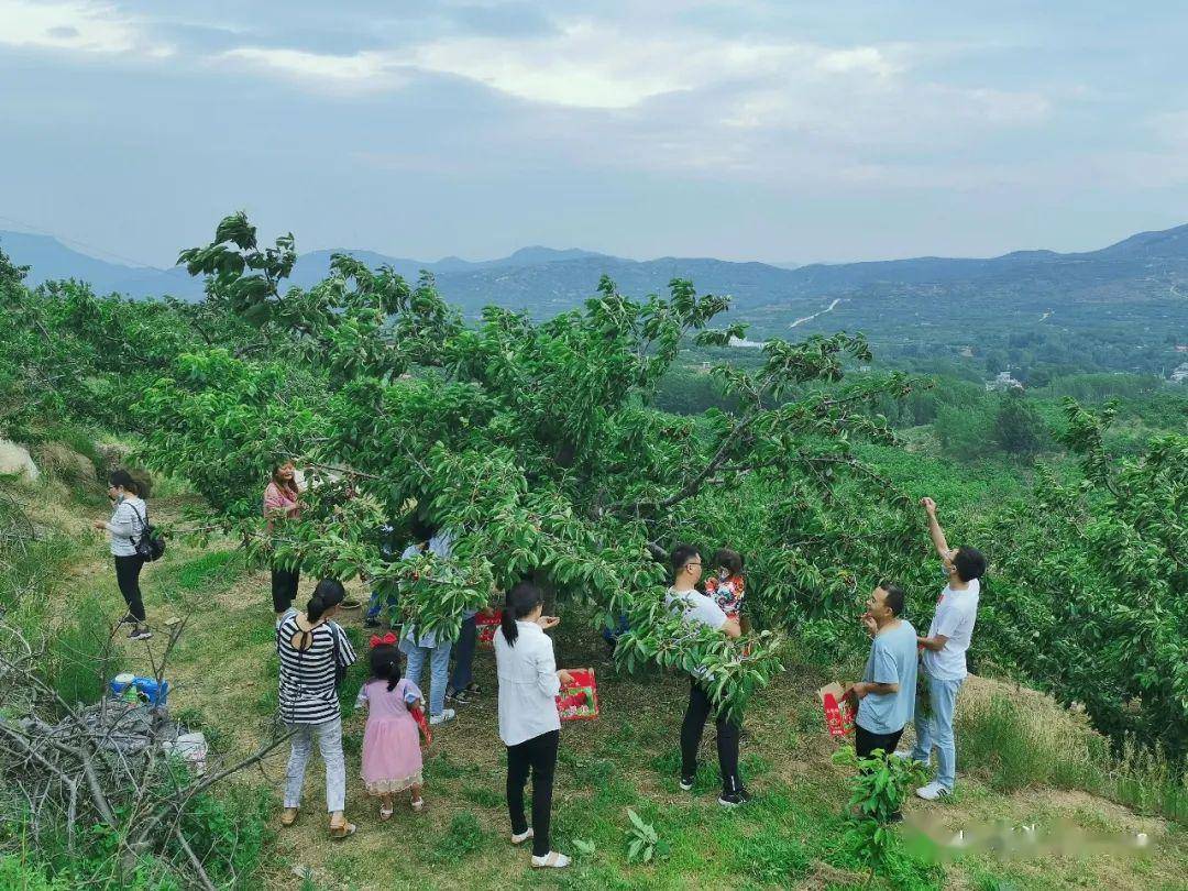 资料图:在济南五峰山上,市民采摘樱桃赵晓 摄