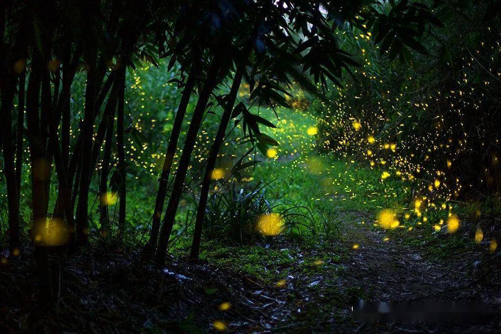 旅拍征集夏夜萤火古镇星空土楼梯田6月寻梦云水谣错过可能再等一年