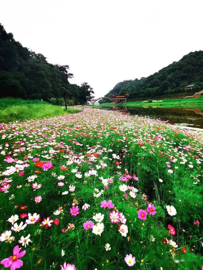 乐山嘉州公园的格桑花海马鞭草花海已到盛花期好美好美