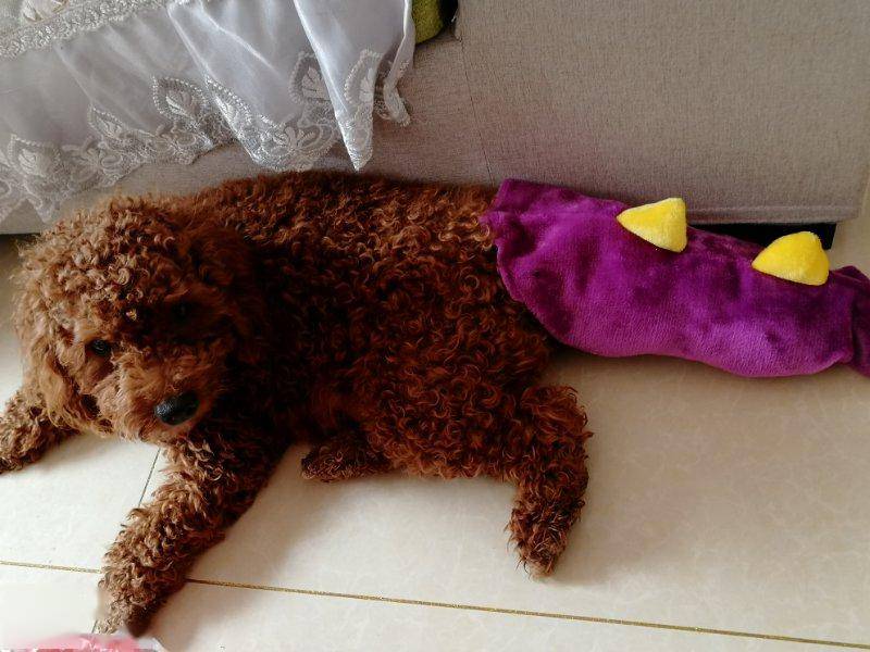 话说泰迪别名泰日天,家中两个小日天会是怎样的场景呢?