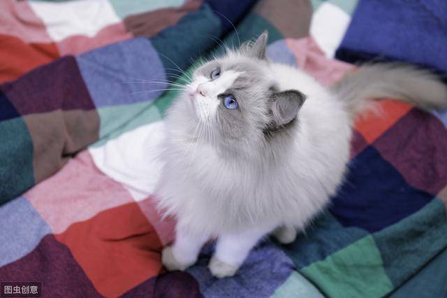 颜值高脾气好,价格自然也不低的布偶猫,是你心中的颜值之最吗?
