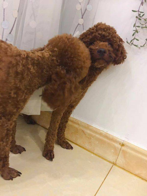 话说泰迪别名泰日天,家中两个小日天会是怎样的场景呢?