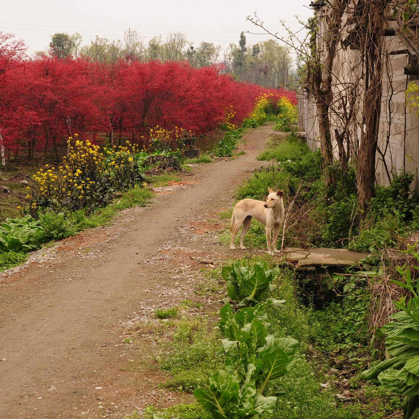 玉米高产品种排行榜_这些玉米品种种植都在5年以上,抗病抗倒又高产,仍是主推品种
