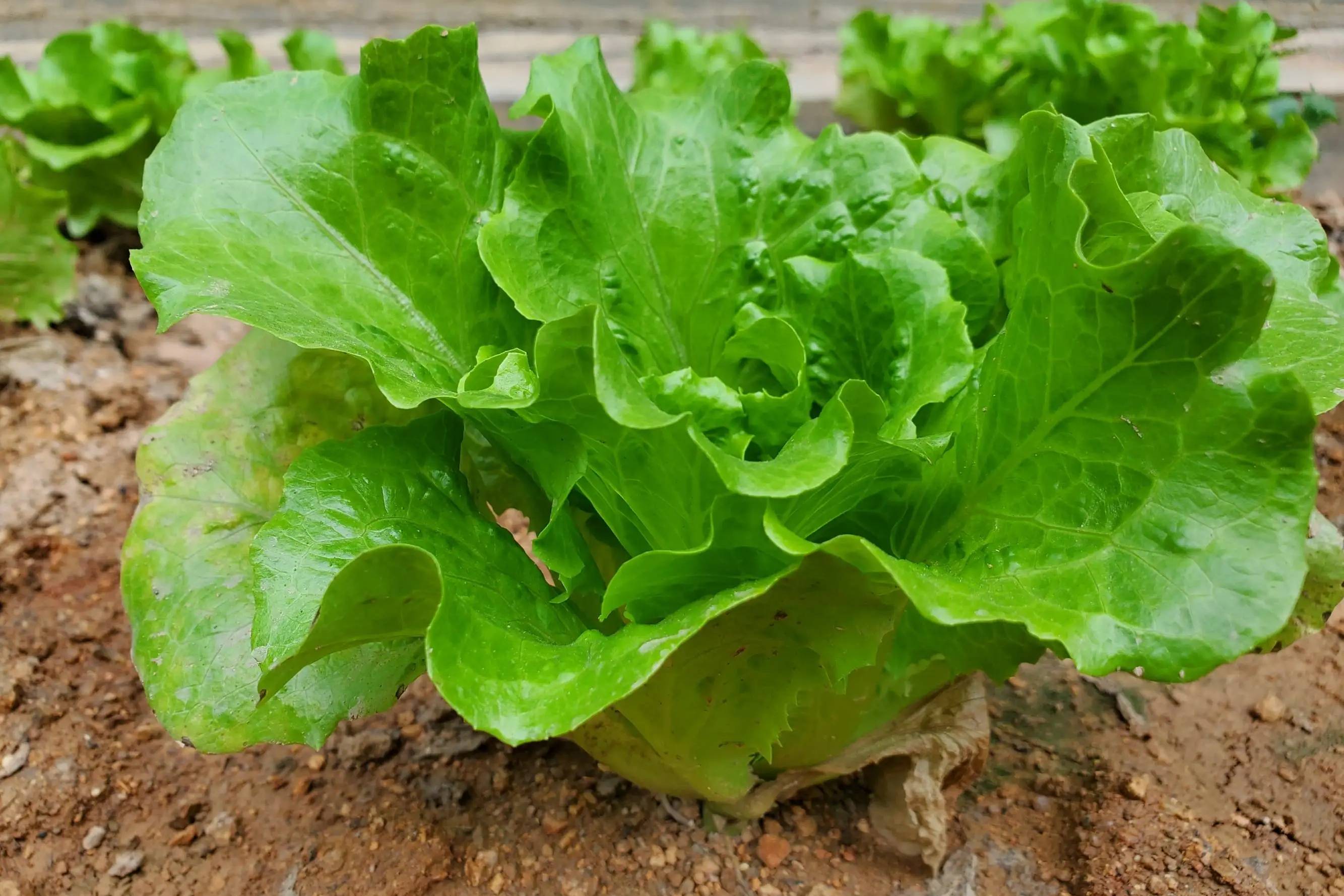 生菜秋冬季种植,出现缺素怎么办,怎么有效预防生菜出现冻害?