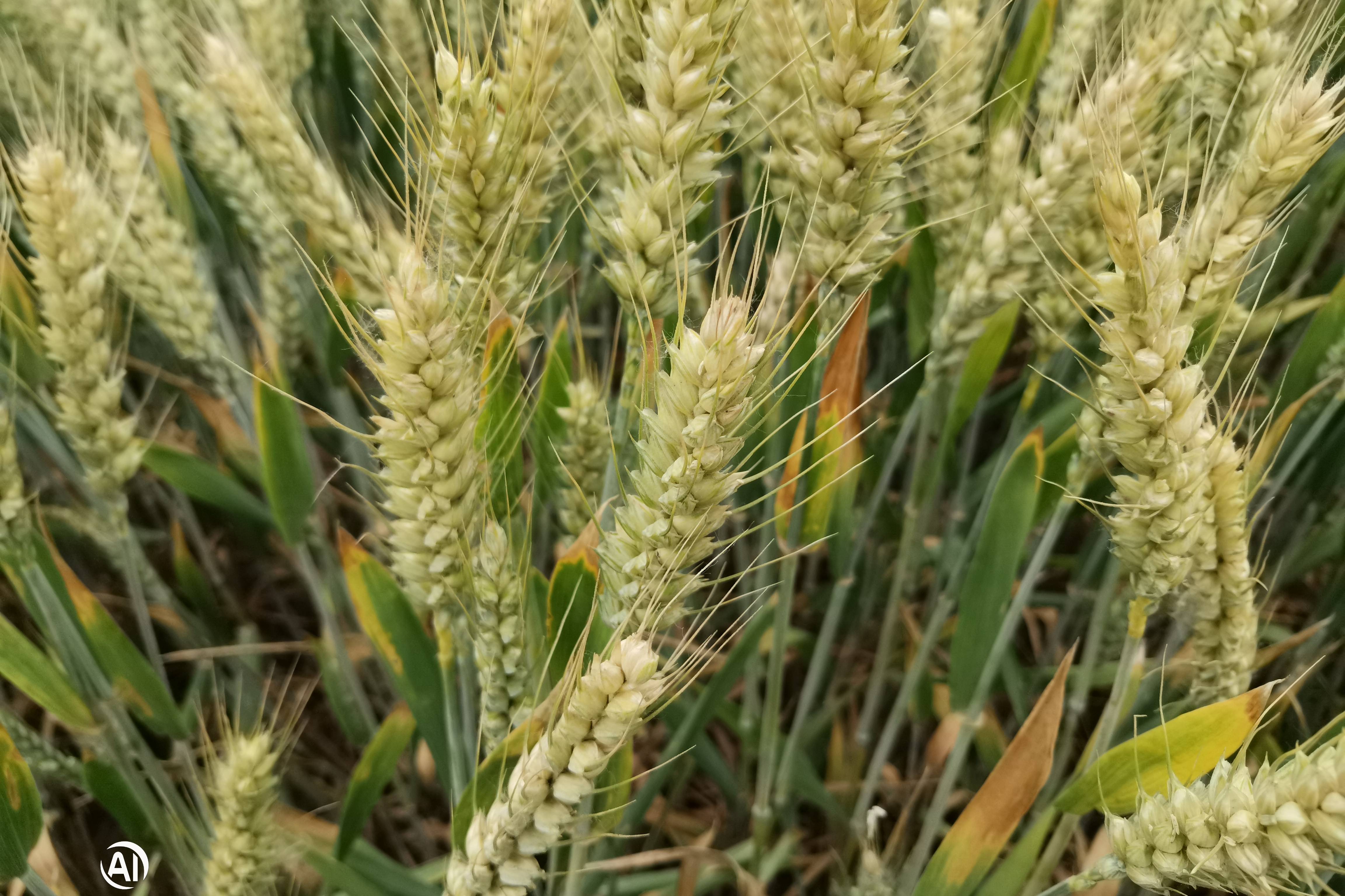 小麦要想获得高产,灌浆期做好这三点最重要