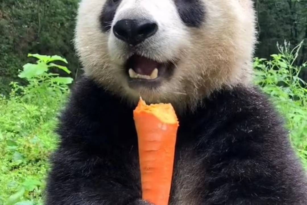 国宝大熊猫啃胡萝卜好可爱