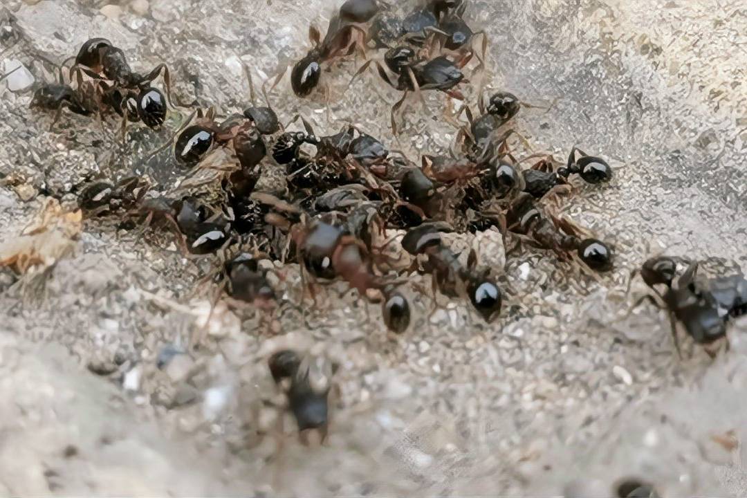 近距离实拍看看蚂蚁在下雨前是如何搬家的