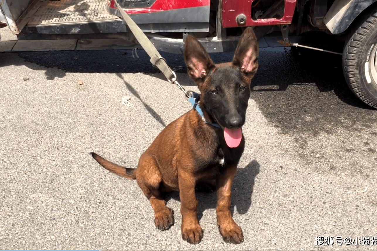 这只小红马犬真"随爹",不仅外型长得特别像,连脾气也如出一辙
