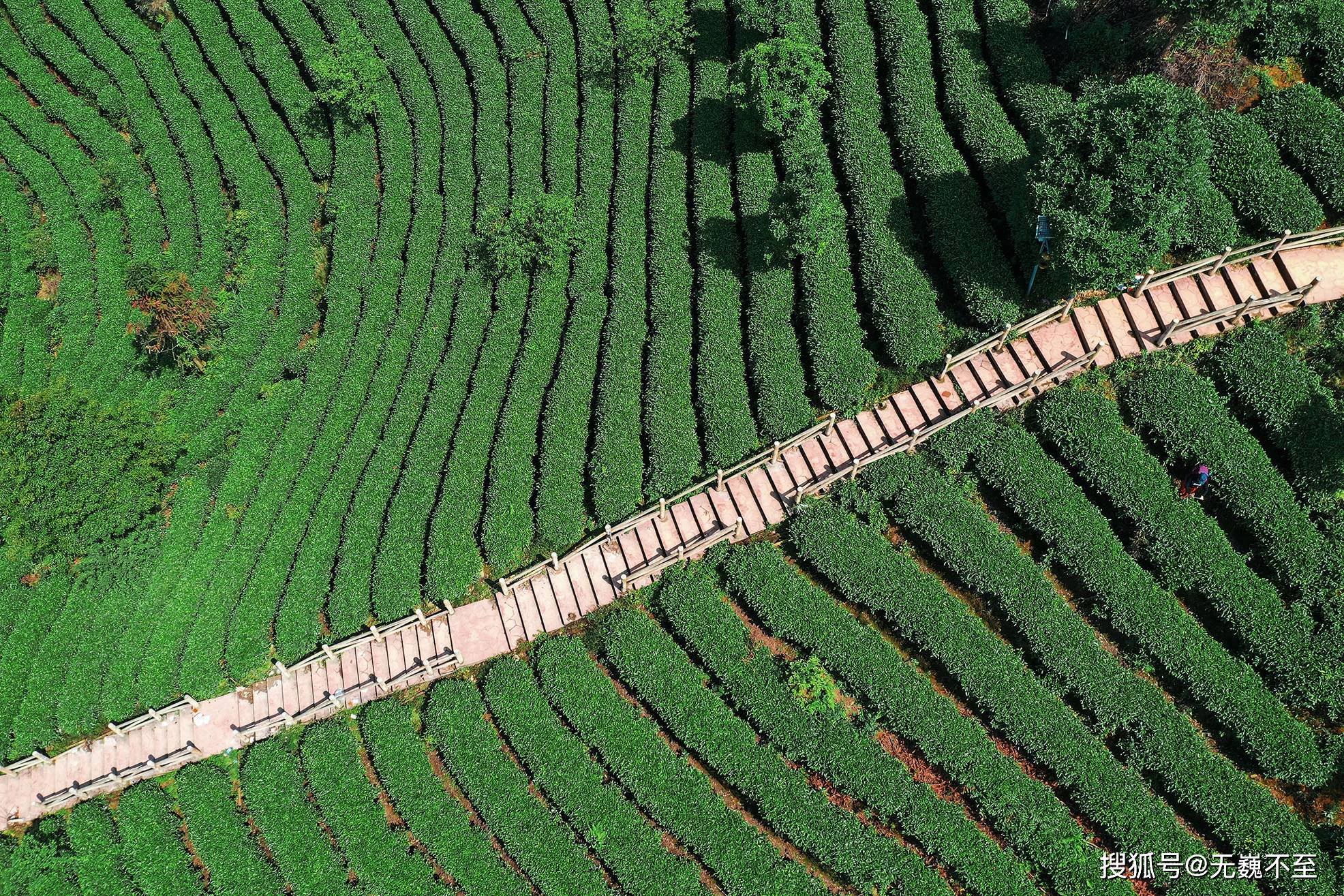 航拍雅安蒙顶山下牛蹍坪万亩茶园景象新