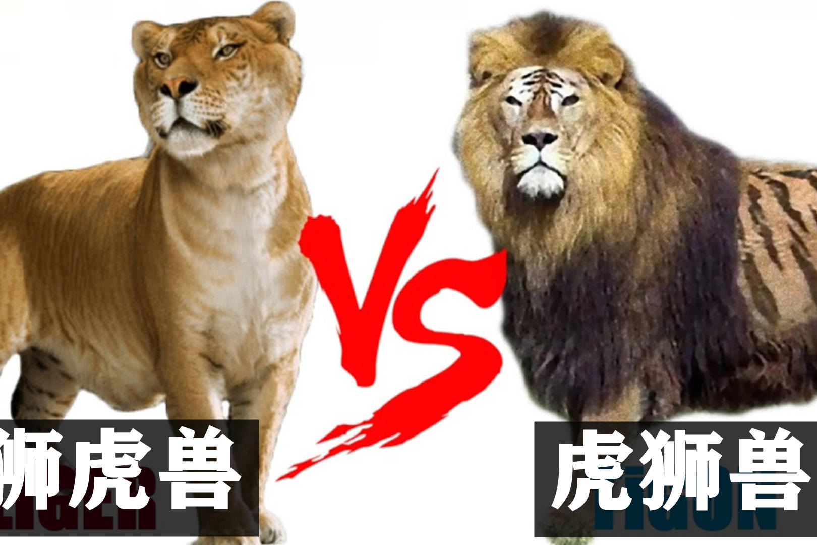 狮子老虎对比图片