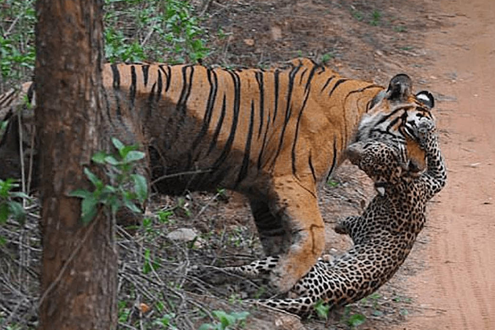 老虎捕杀动物实拍凶残的老虎只有遇到它时才会束手无策