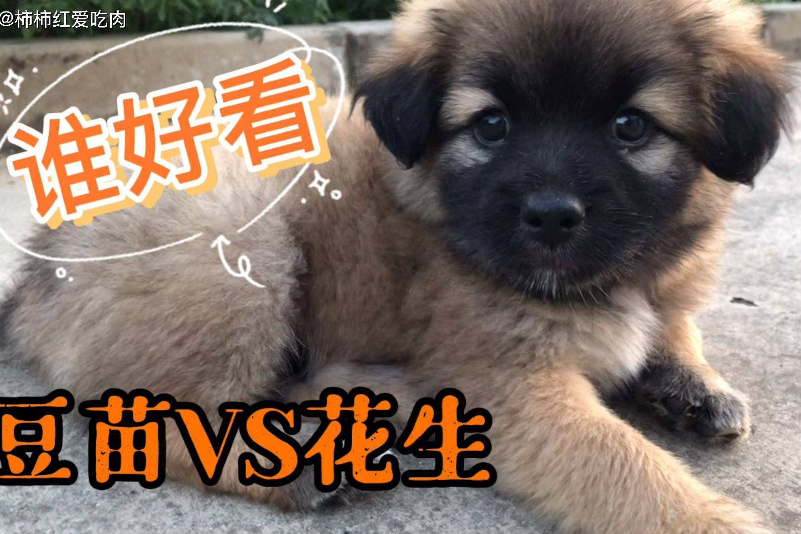 小土狗小时候跟长大后对比简直是天上和地上网友都是极品