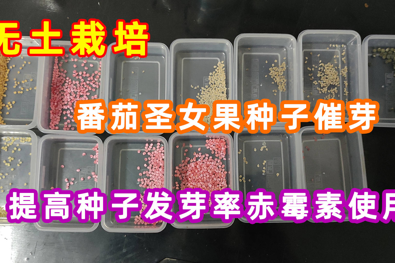 辣椒番茄圣女果种子浸泡催芽可以提高发芽率的赤霉素使用方法