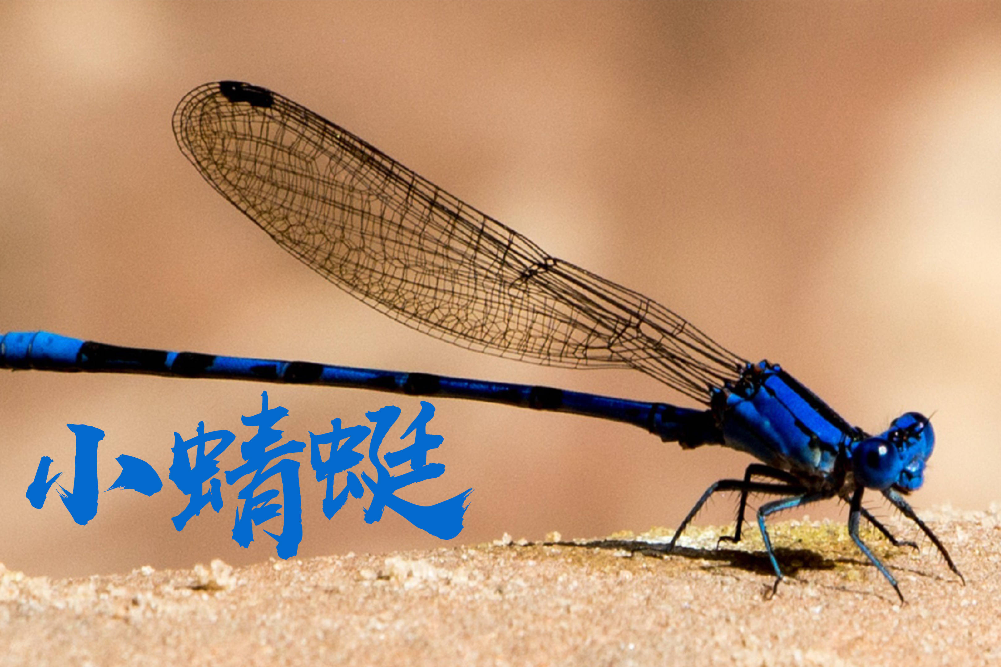 儿歌小蜻蜓简谱动态乐谱原版伴奏