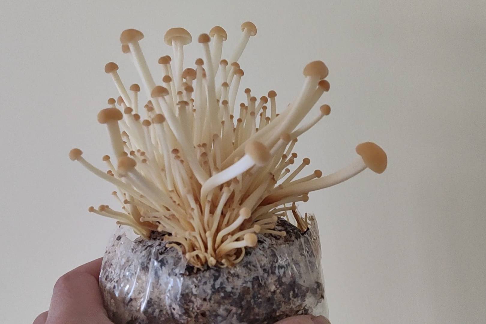 金针菇生长过程图片