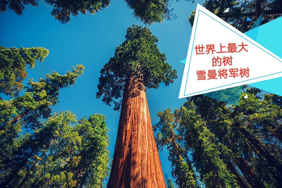 世界上最大的树雪曼将军树它高83米直径11米被称为世界爷