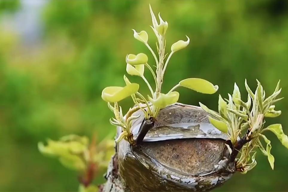 六大水果树嫁接技术学习