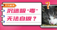 猫咪会对猫薄荷上瘾吗？经常吸有什么危害？