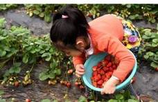 这3种又大又红的草莓，白给也不要买，水果摊主：从不给家人吃！