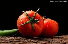 一颗西红柿