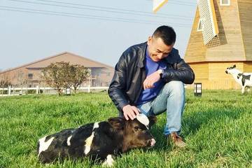 认养一头牛悬吊上市半空中：被问是否涉及传销、