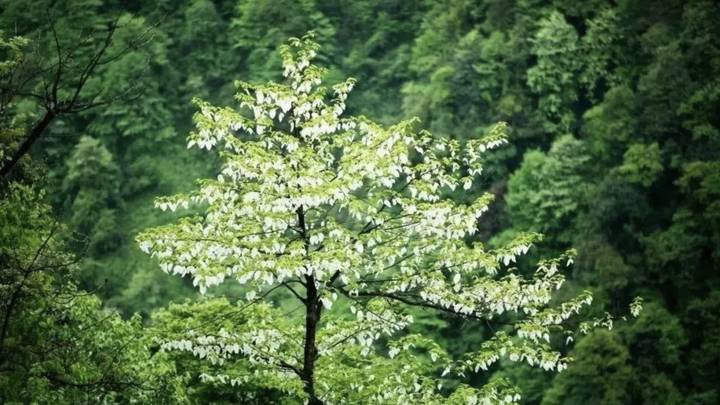 林学是文科还是理科？