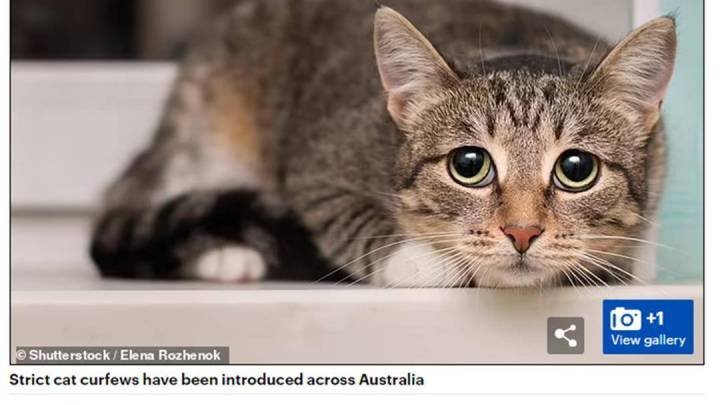 为阻止猫致其他动物灭绝，澳大利亚对猫实行严格“宵禁”，有必要吗？
