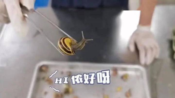 来自境外的纪念品在蠕动，你还敢买吗？