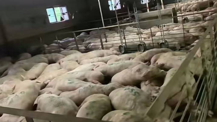 突然断电致462头猪热死供电所不用赔，合理吗？