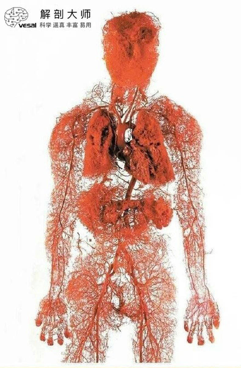 3D人体解剖图-高清的哦，希望对大家有帮助