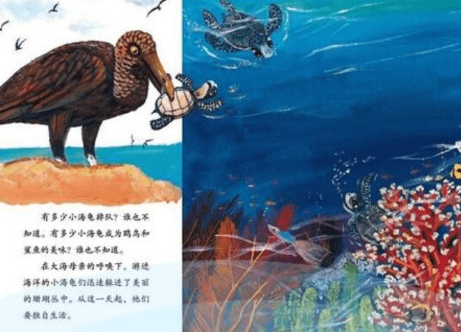 儿童绘本故事每日必读小海龟历险记
