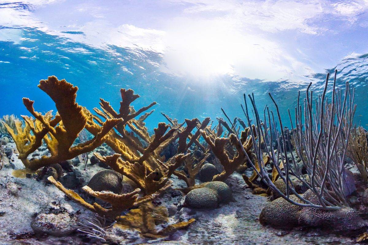 摄影作品欣赏8张绚丽的珊瑚礁照片点亮一天好心情