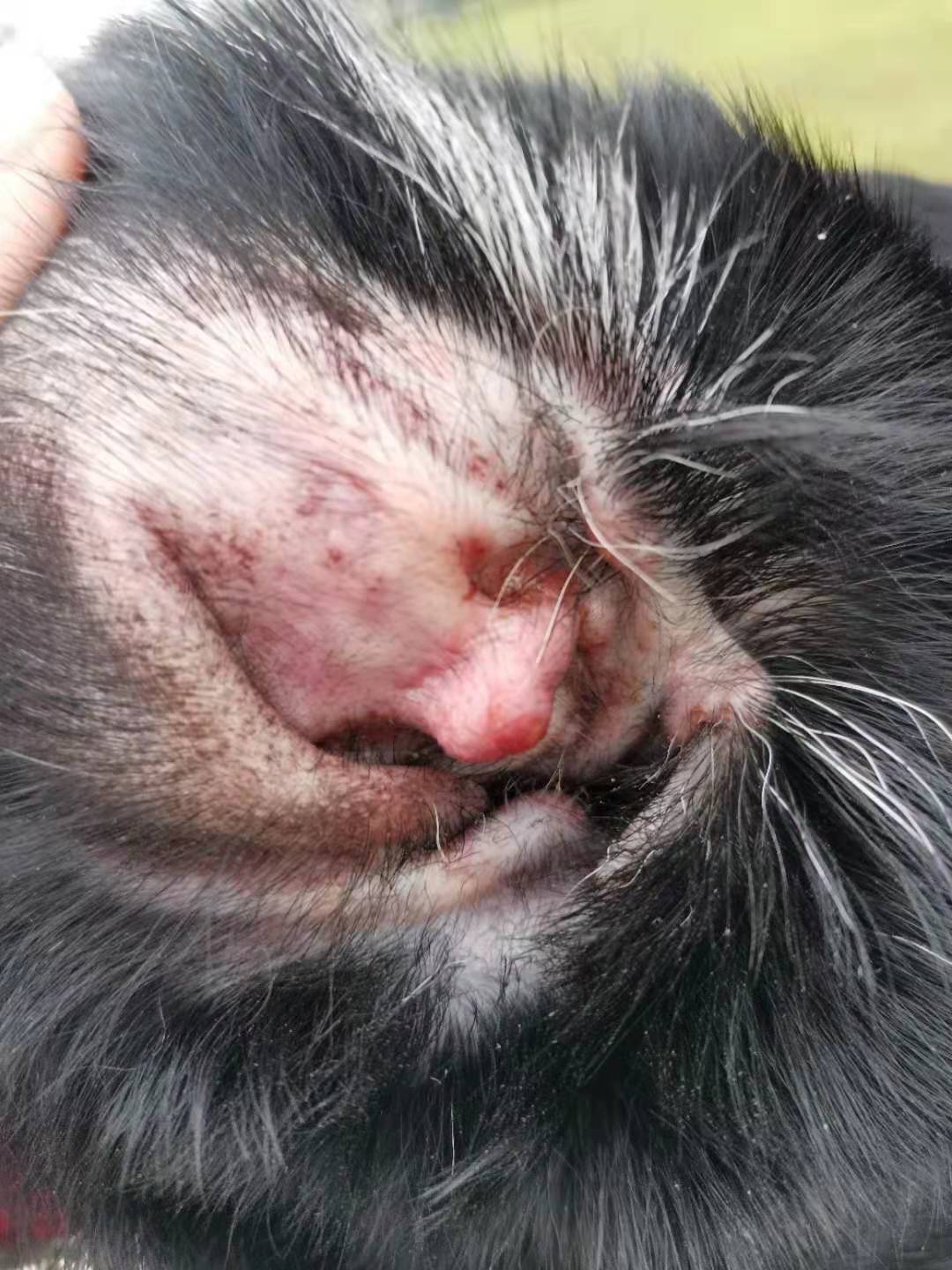 初期轻病症是外耳炎表现就是耳朵红色充血或者有褐色泥一样物质,狗狗