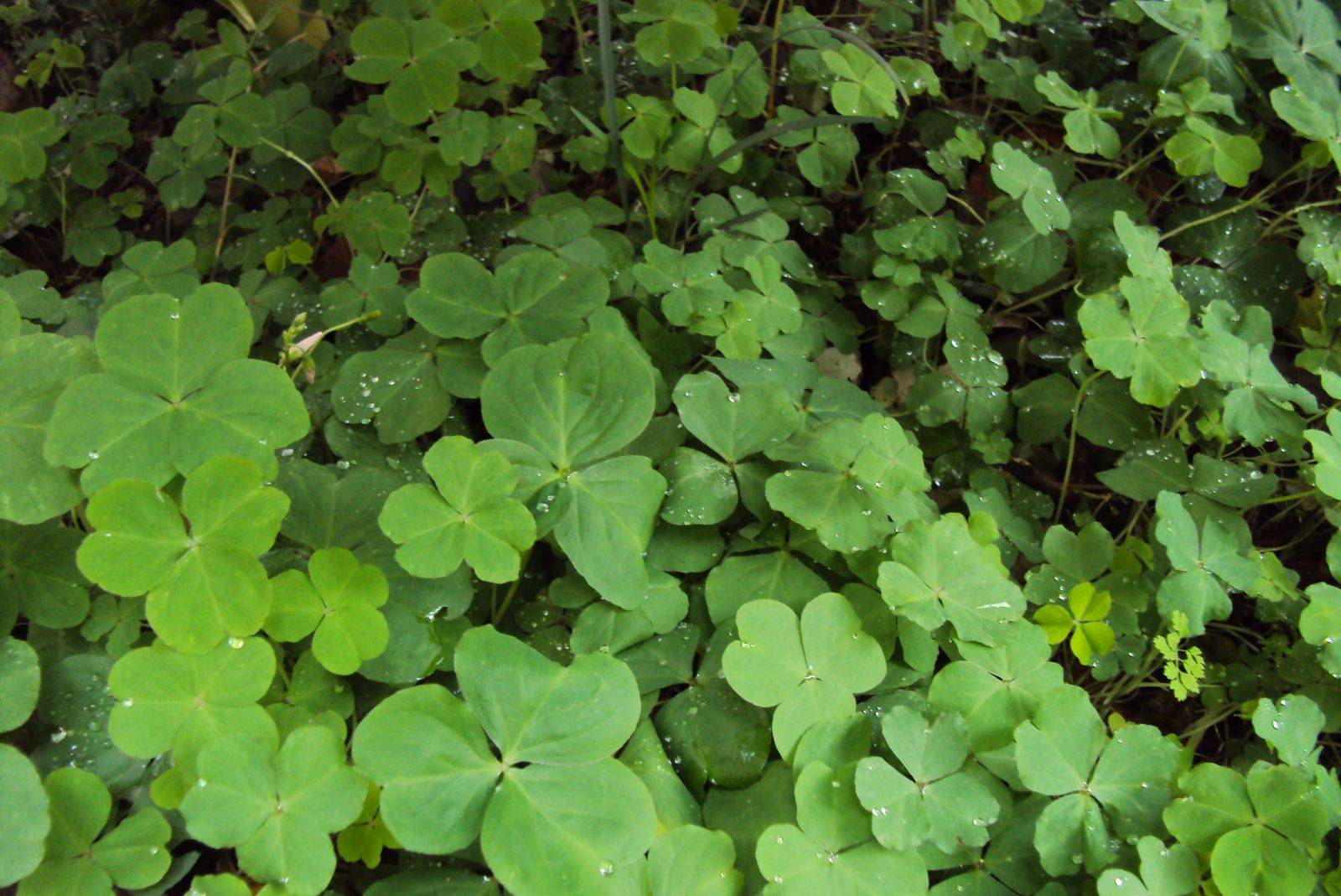 庆元植物0113酢浆草科酢浆草属红花酢浆草