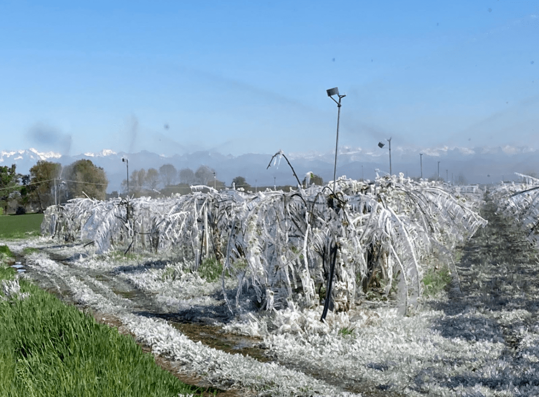 媒体缄默下的意大利霜冻之殇