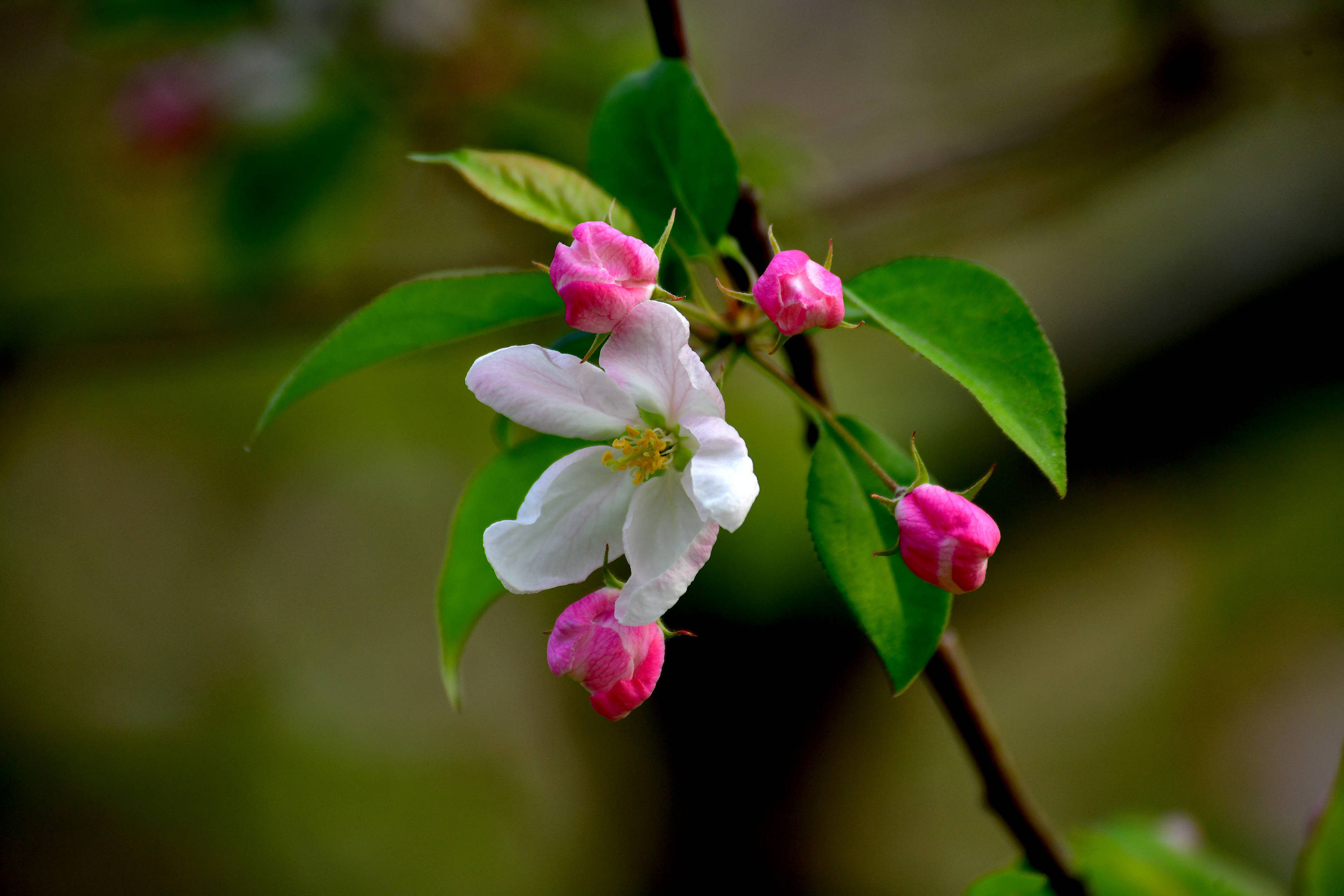 玉棠富贵海棠花