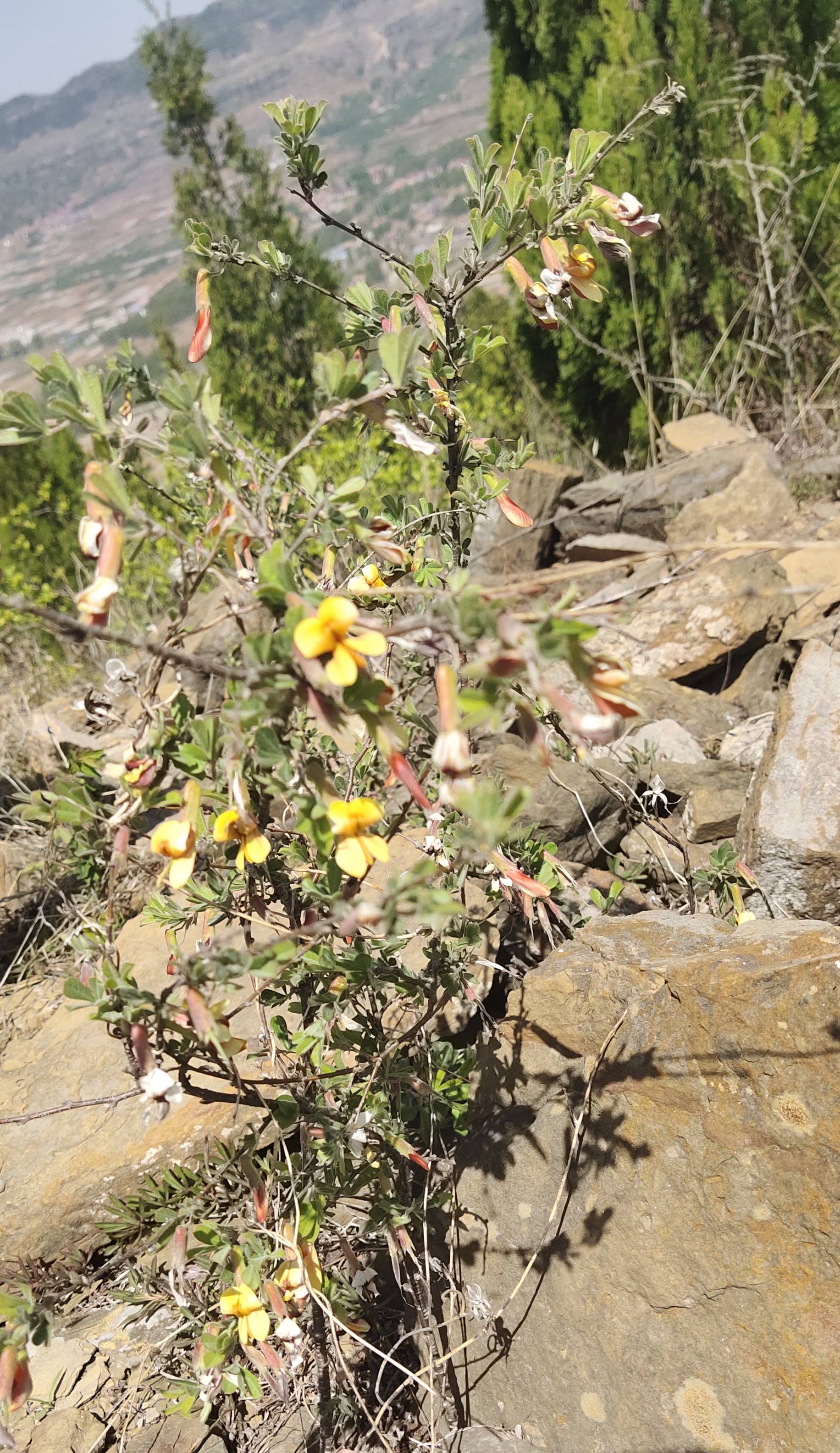 原创浮生散记晏婴崮