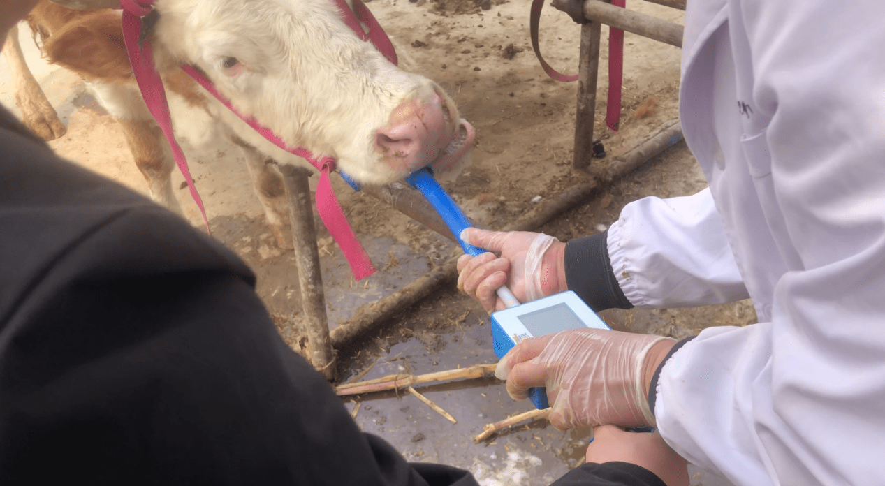 小牛看家牛胃镜取铁器介绍