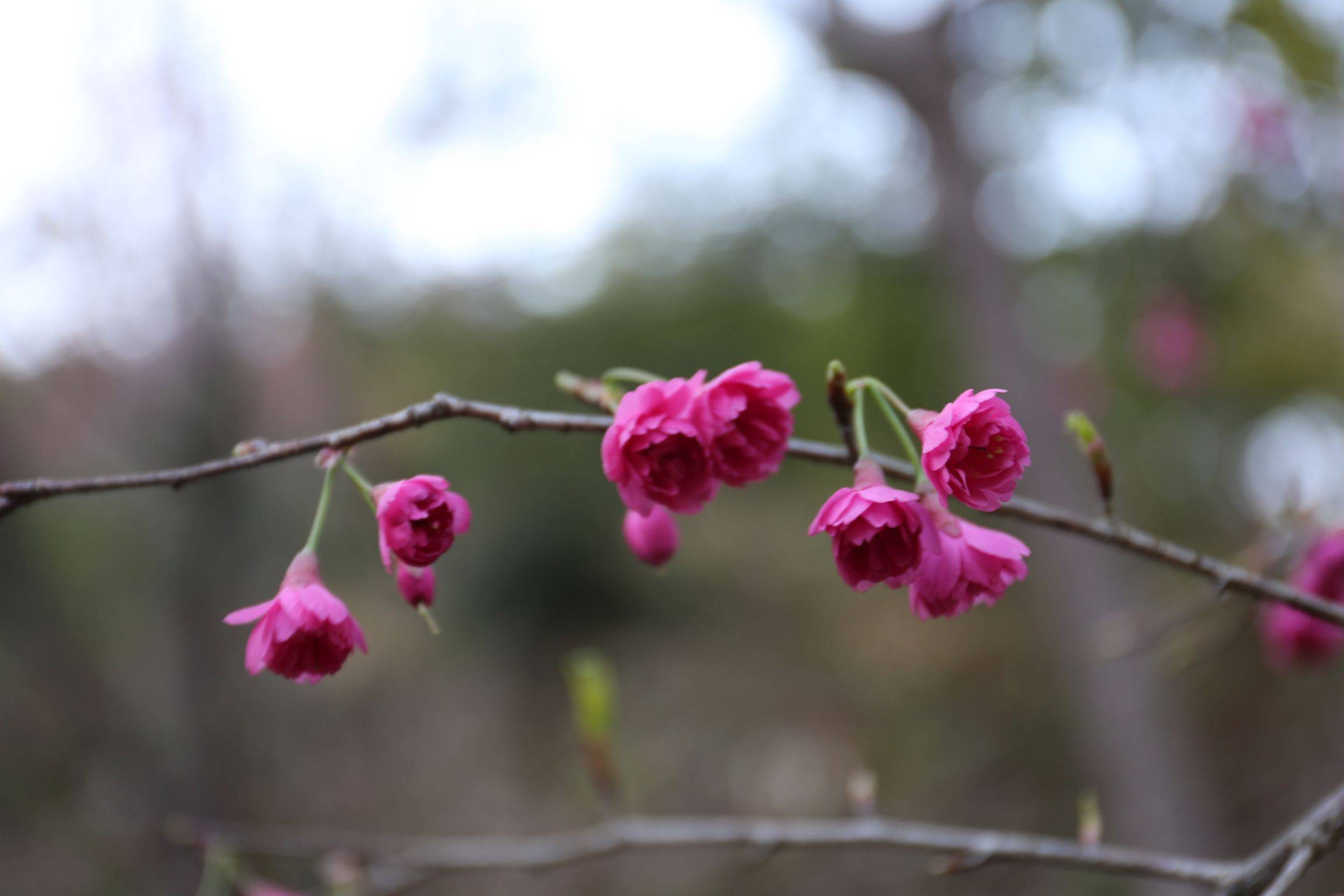 庆元植物1397蔷薇科樱属钟花樱桃福建山樱花