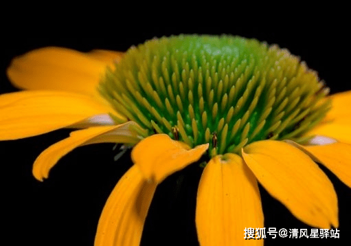 马什么徒增成语_填成语徒什么无什么