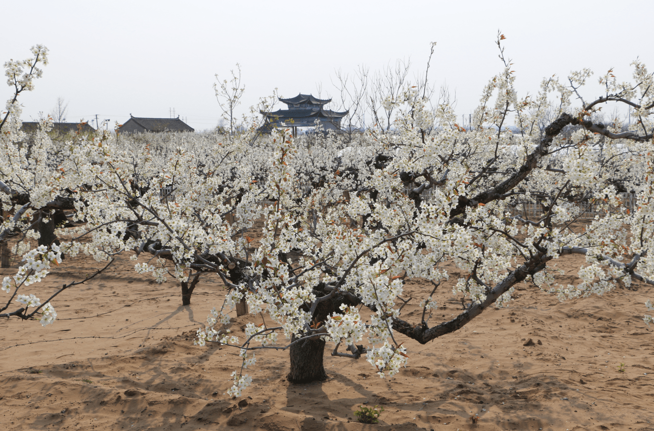 奇迹!莱阳数百棵400年老梨树开花了,花开如雪