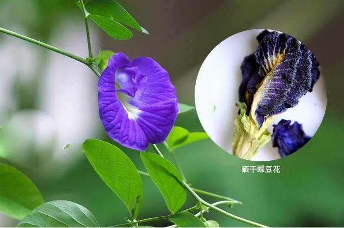 蝶豆花 蓝蝴蝶 花茶中的花青素对人体有什么功效 视力