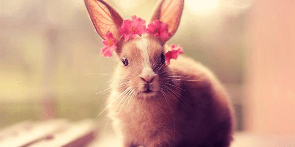 b75cf68213ec48c89023bdb4afe29b8c.png