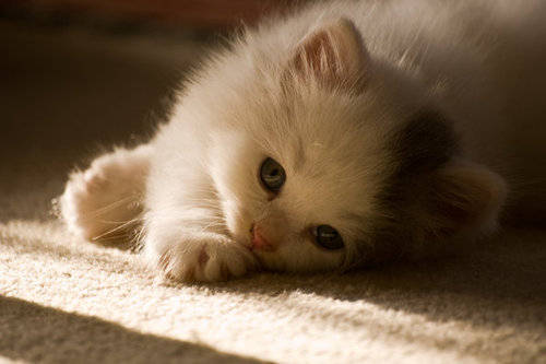怎么选猫崽 d65d35e404654488b24a713af16b4d7a.jpeg