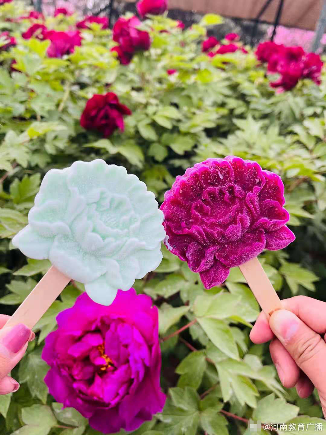 洛阳公园推出牡丹花冰淇淋 造型生动深受市民喜爱